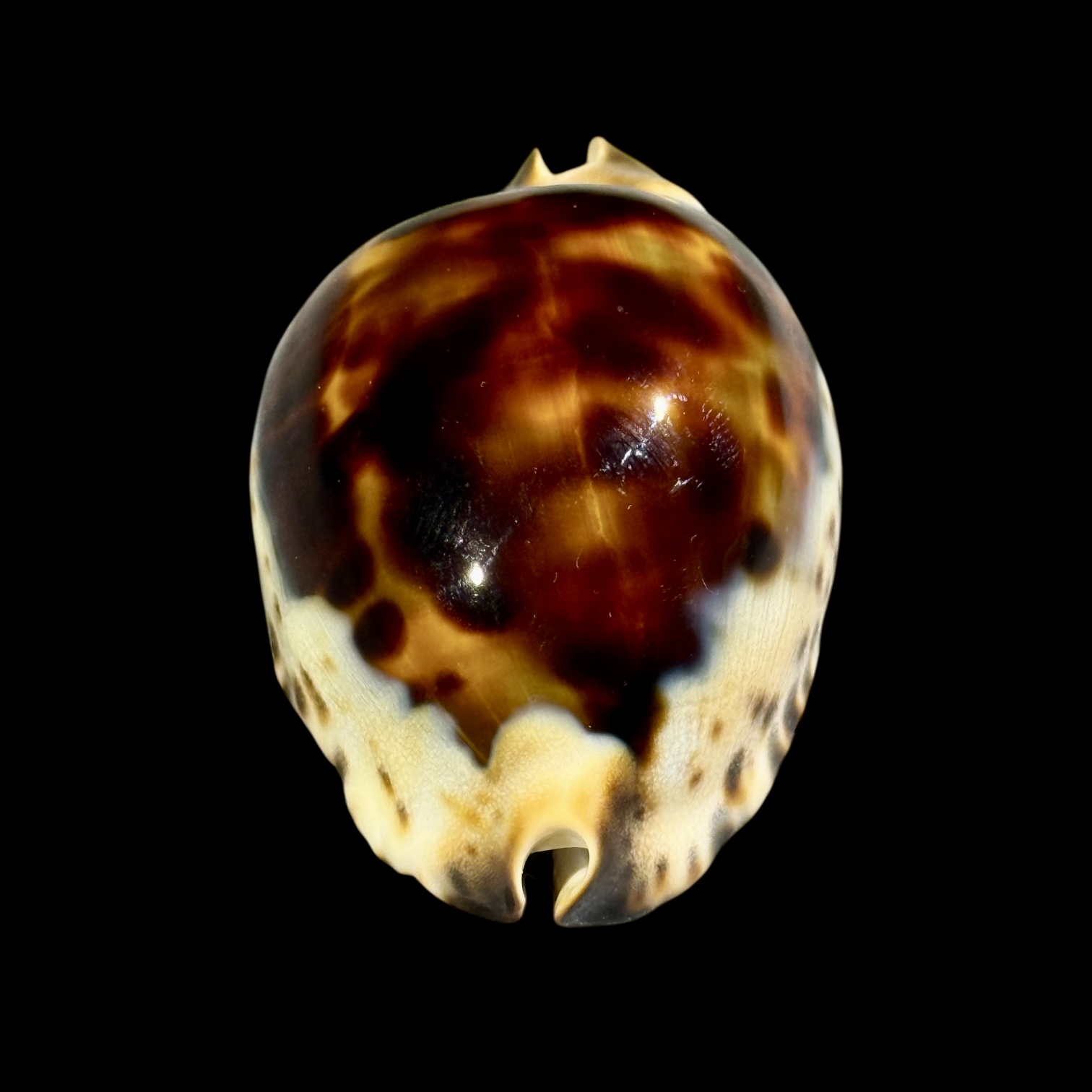 BC249 Zoila jeaniana praeclara - HEAVY and CALLOUS - Image 5