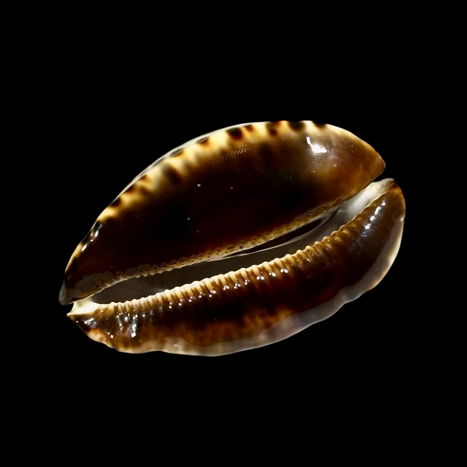 BC249 Zoila jeaniana praeclara - HEAVY and CALLOUS - Image 6