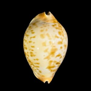 BC093 Zoila kostini f. leemanica