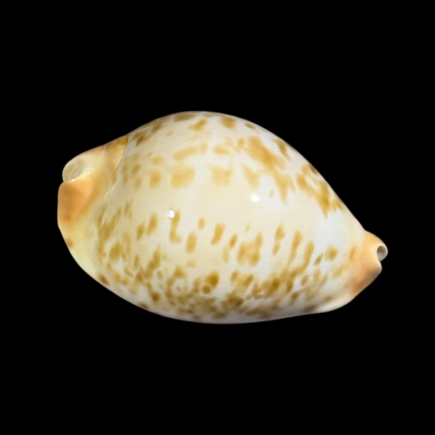 BC093 Zoila kostini f. leemanica - Image 2