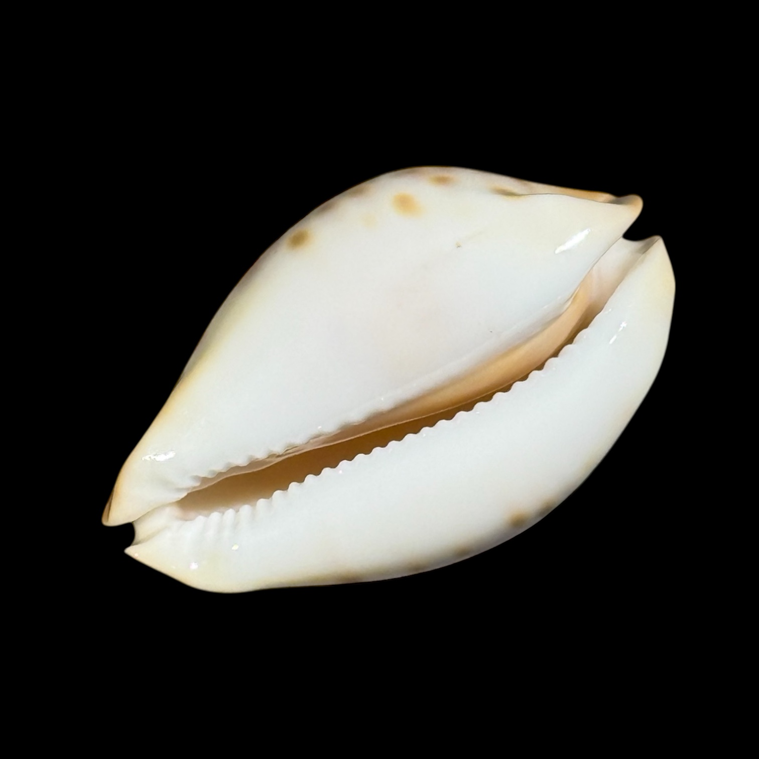 BC093 Zoila kostini f. leemanica - Image 4