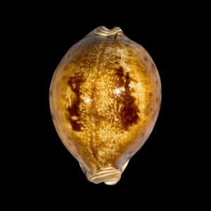 BC182 Leporicypraea valentia - CLASSIC BEAUTY