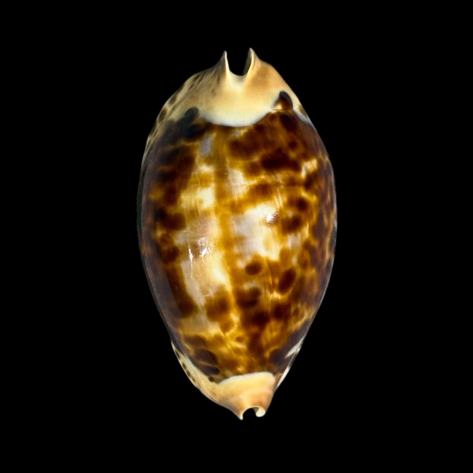 BC094 Zoila friendii f. thalamega