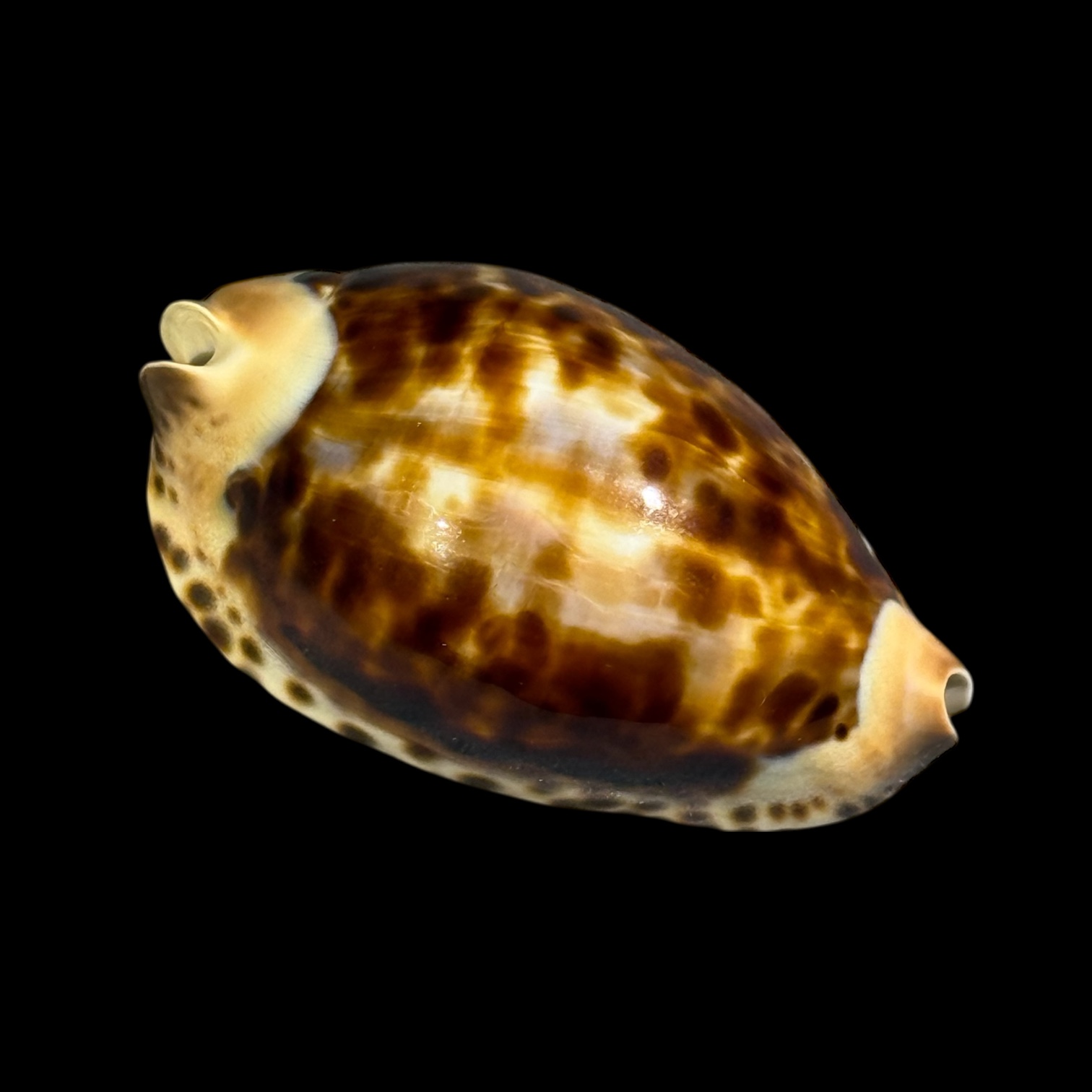 BC094 Zoila friendii f. thalamega - Image 2