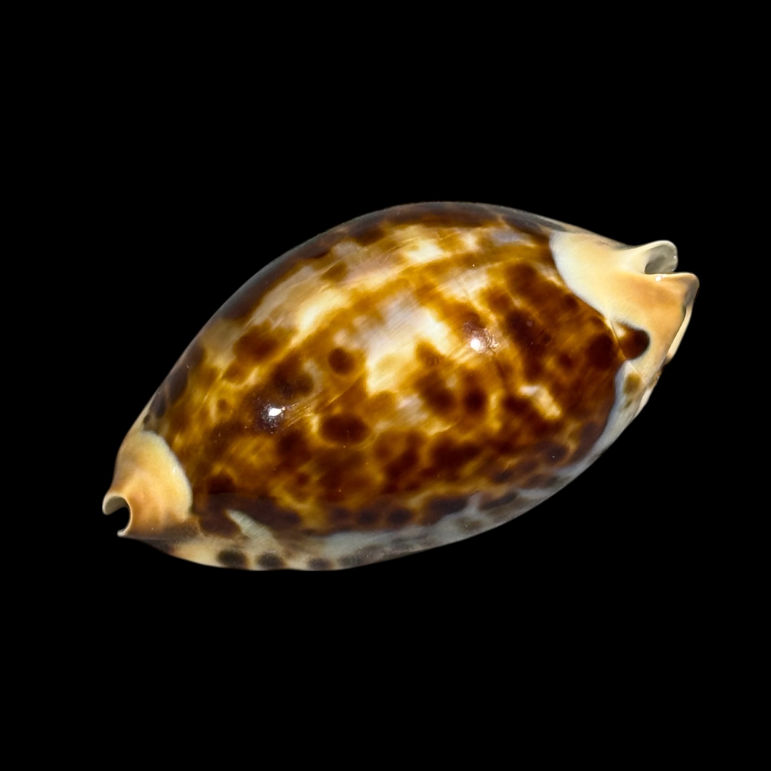 BC094 Zoila friendii f. thalamega - Image 3