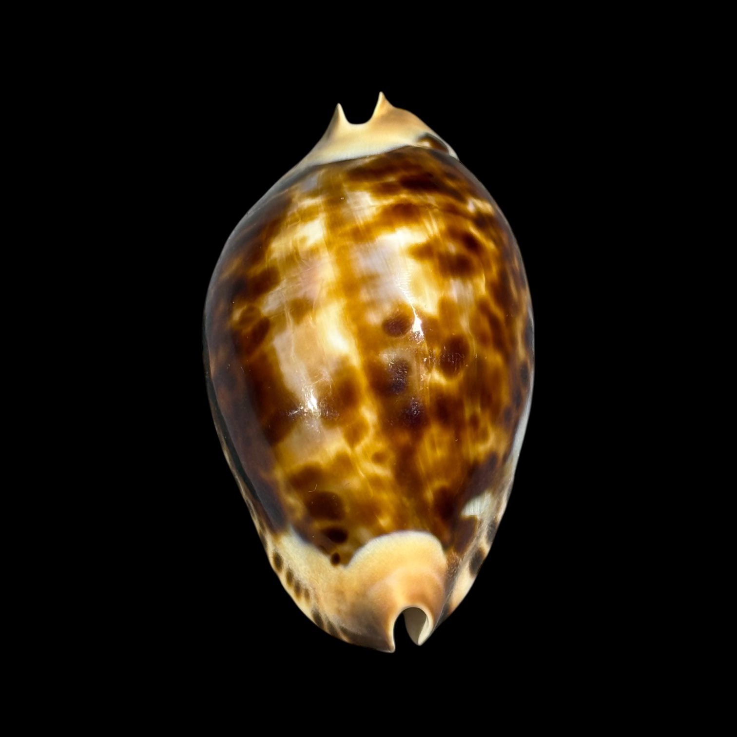 BC094 Zoila friendii f. thalamega - Image 5