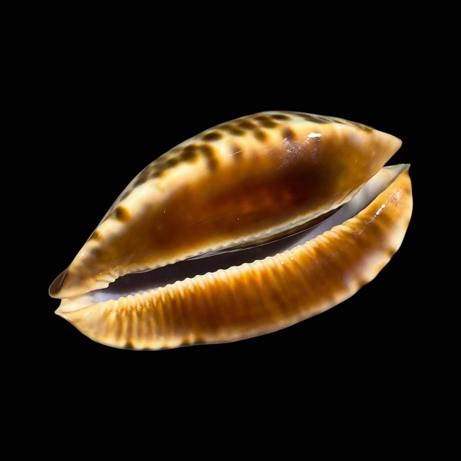 BC094 Zoila friendii f. thalamega - Image 6