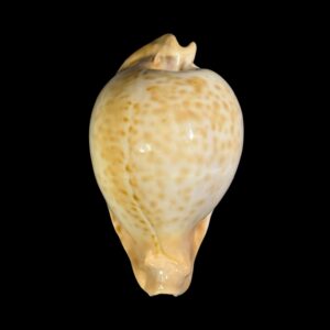 BC036 Umbilia petilirostris - TOP SHELL