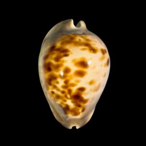 BC110 Zoila venusta roseopunctata