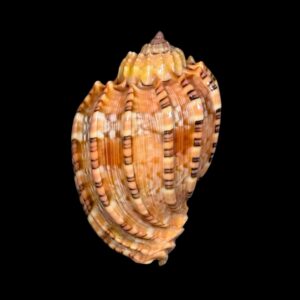 BC020 Harpa goodwini - TOP ONE