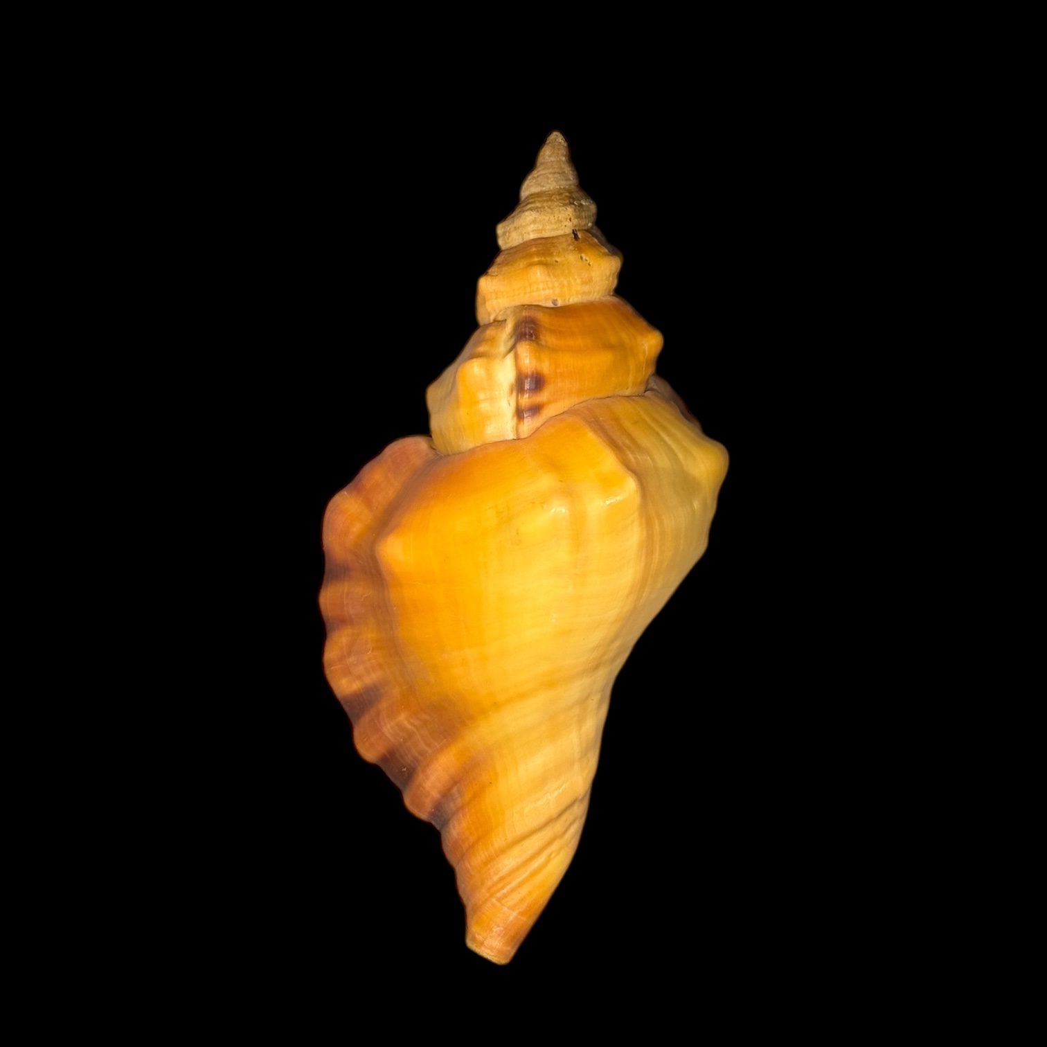 BC177 Cymatium tigrinum w/o - GREAT RARITY - Image 2