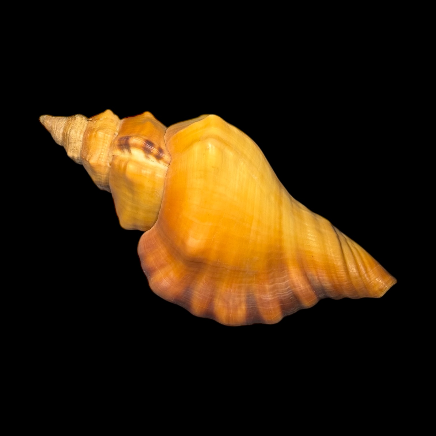 BC177 Cymatium tigrinum w/o - GREAT RARITY - Image 3