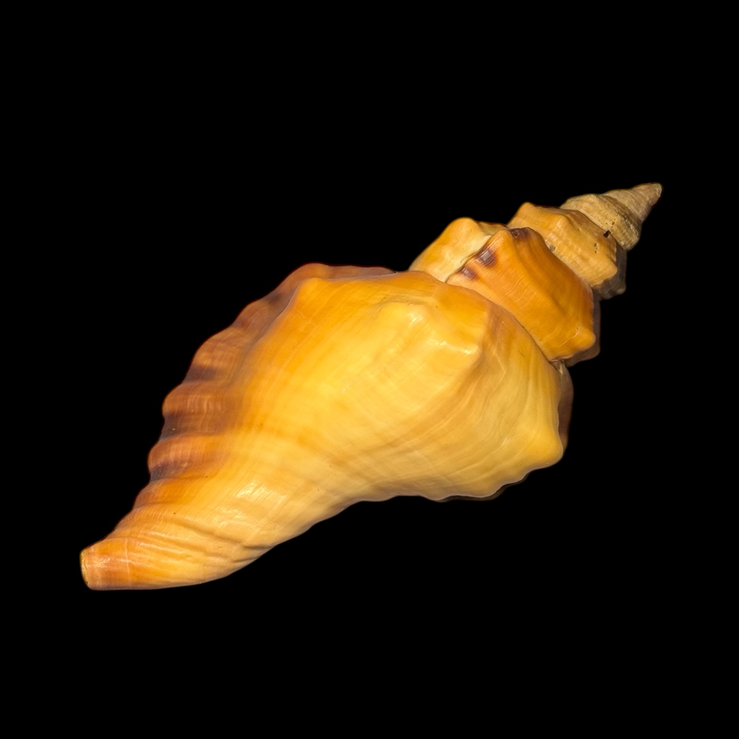 BC177 Cymatium tigrinum w/o - GREAT RARITY - Image 4