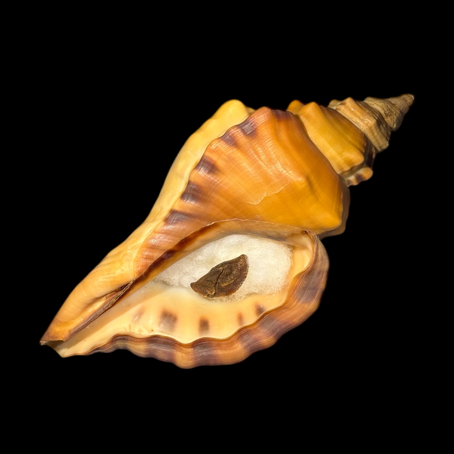 BC177 Cymatium tigrinum w/o - GREAT RARITY