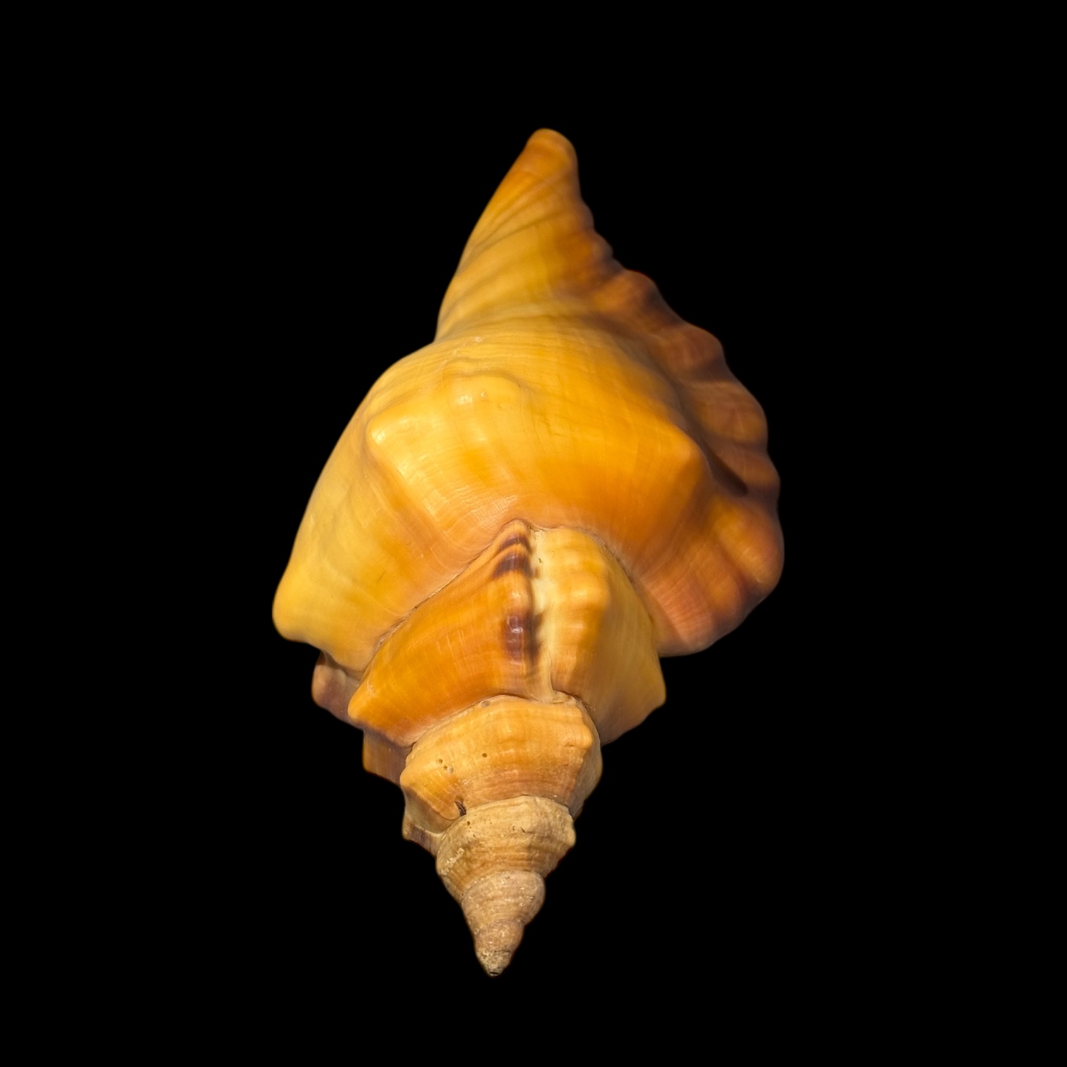 BC177 Cymatium tigrinum w/o - GREAT RARITY - Image 5