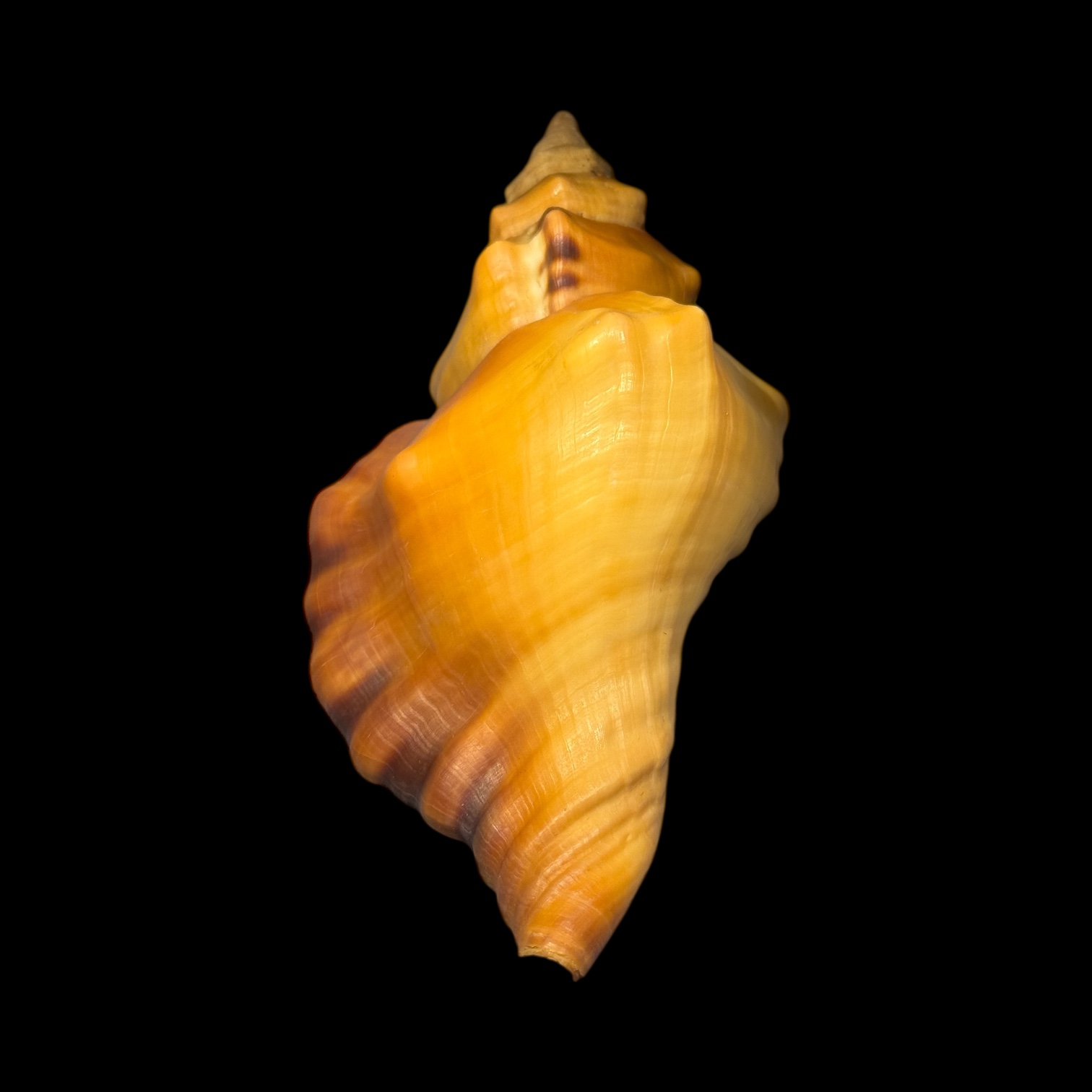 BC177 Cymatium tigrinum w/o - GREAT RARITY - Image 6