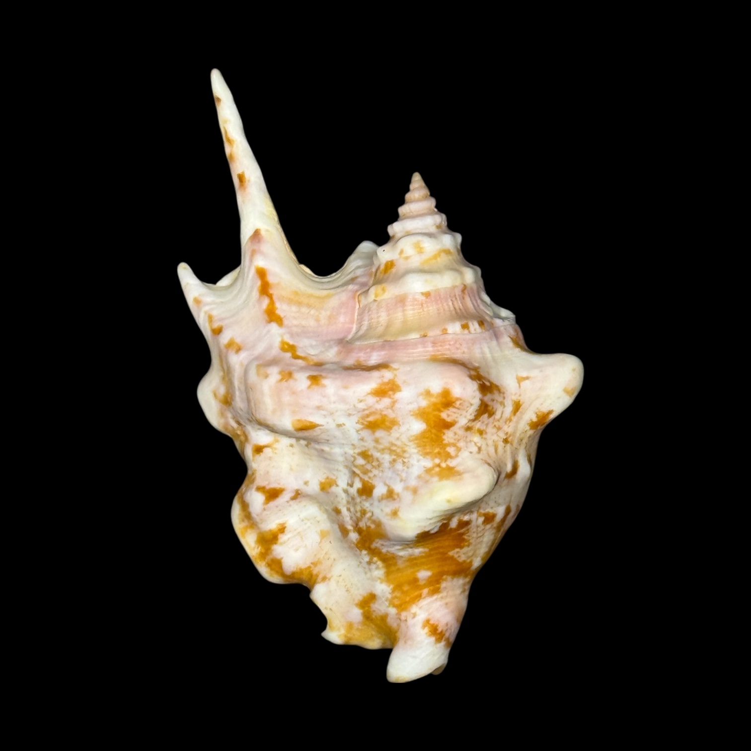 BC096 Strombus taurus w/o - SELECTED