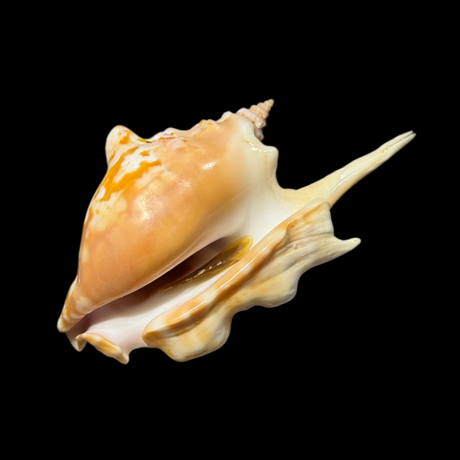 BC096 Strombus taurus w/o - SELECTED - Image 2