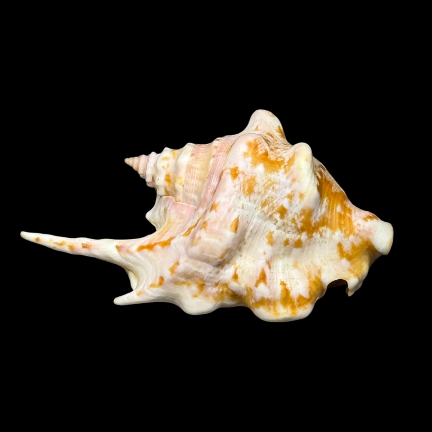 BC096 Strombus taurus w/o - SELECTED - Image 3