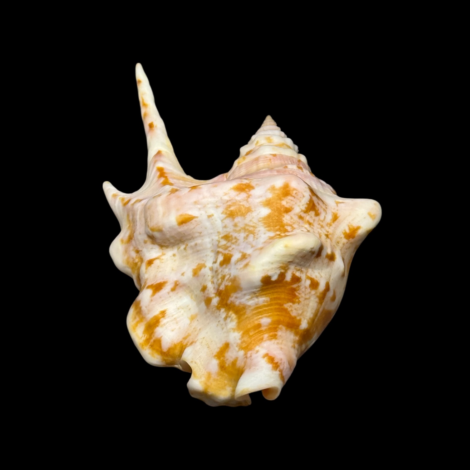 BC096 Strombus taurus w/o - SELECTED - Image 6