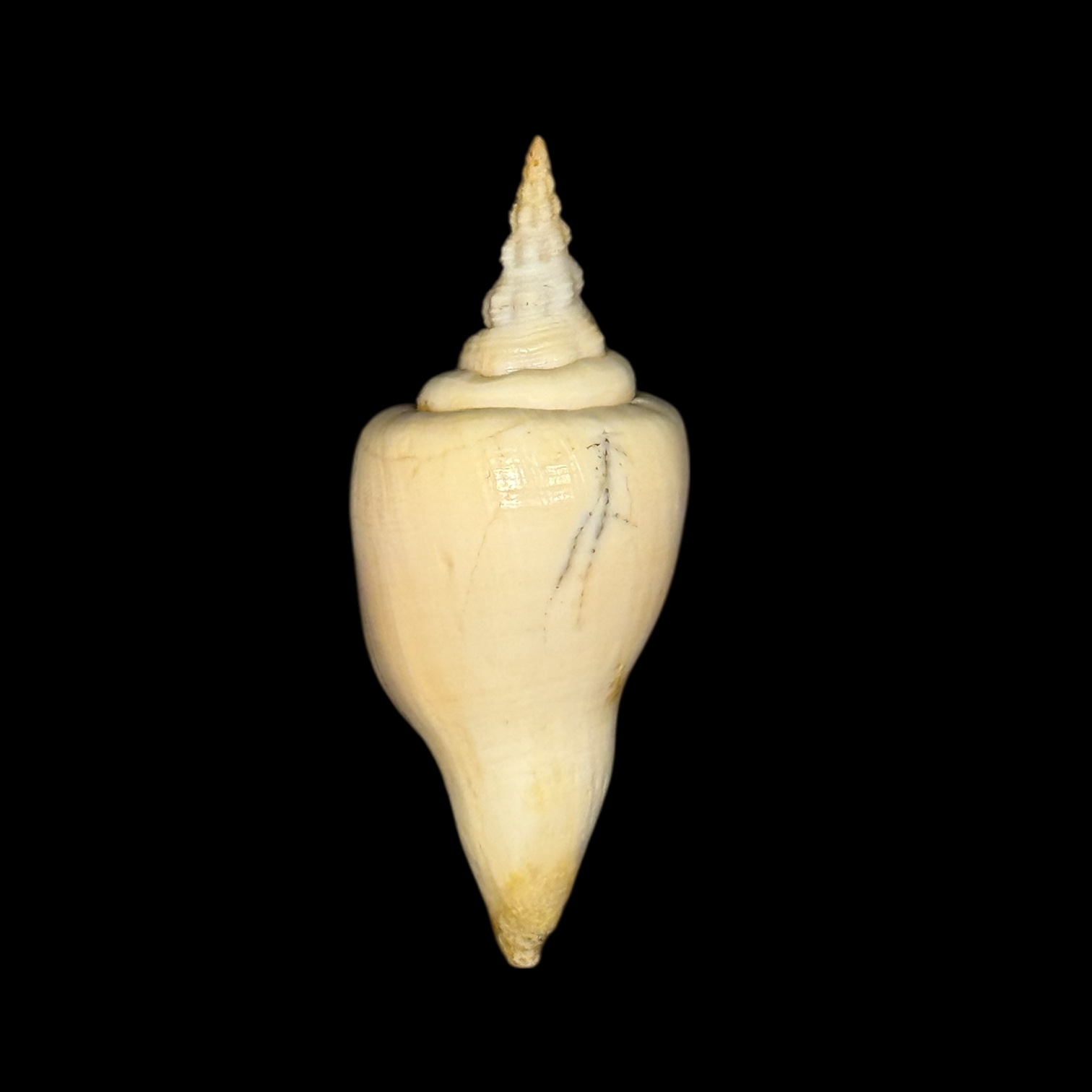 BC178 Cyrtulus serotinus w/o - Image 2