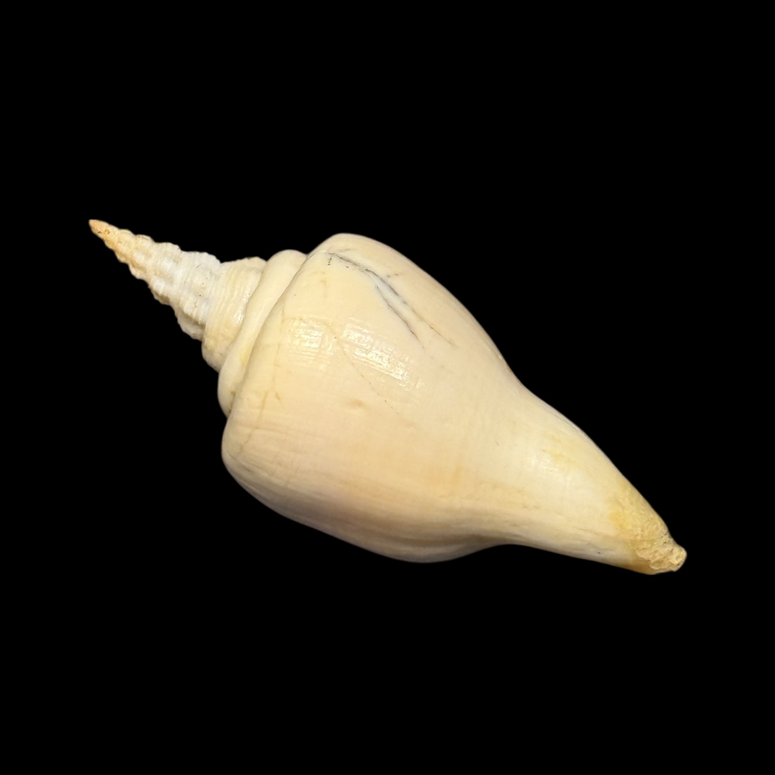 BC178 Cyrtulus serotinus w/o - Image 3