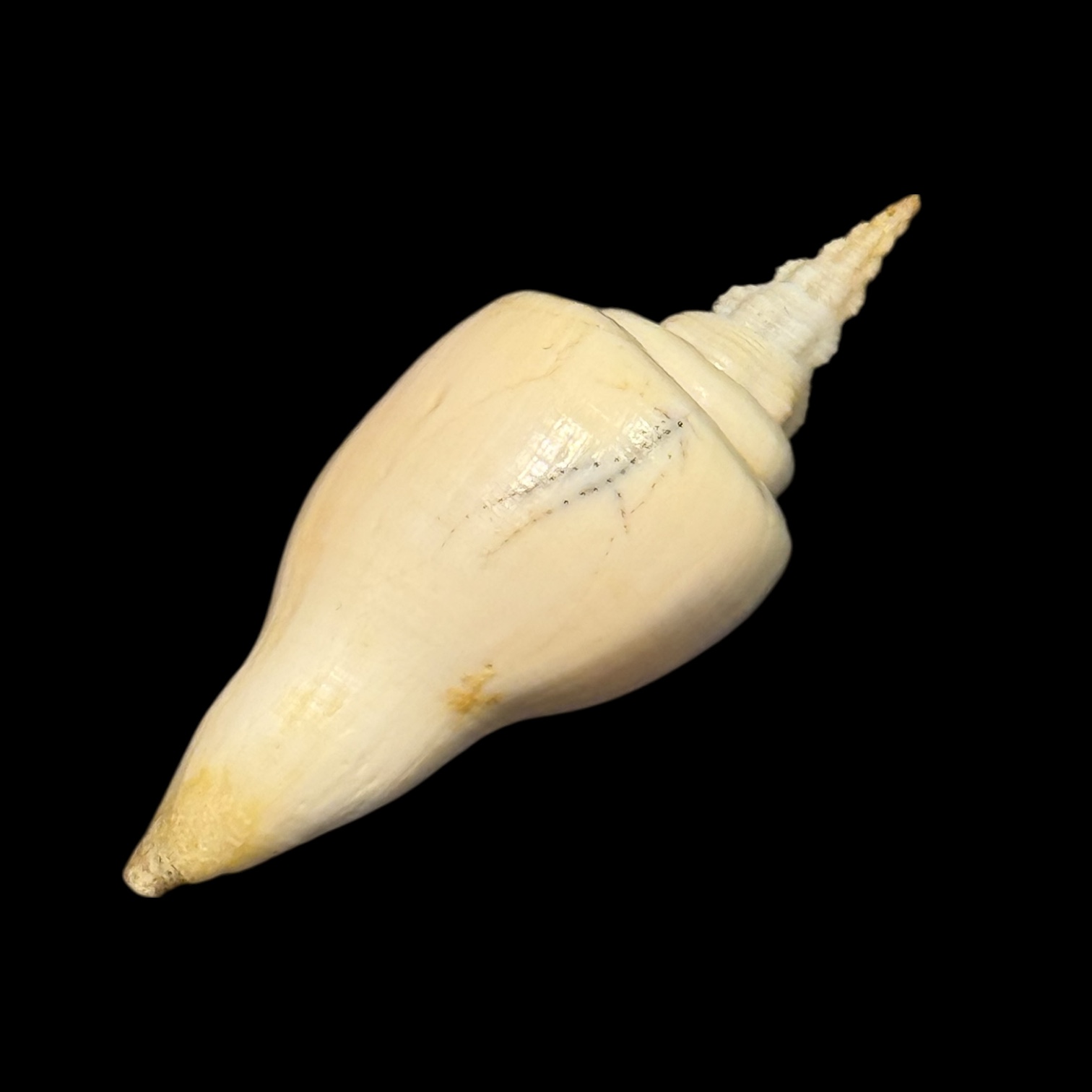 BC178 Cyrtulus serotinus w/o - Image 4