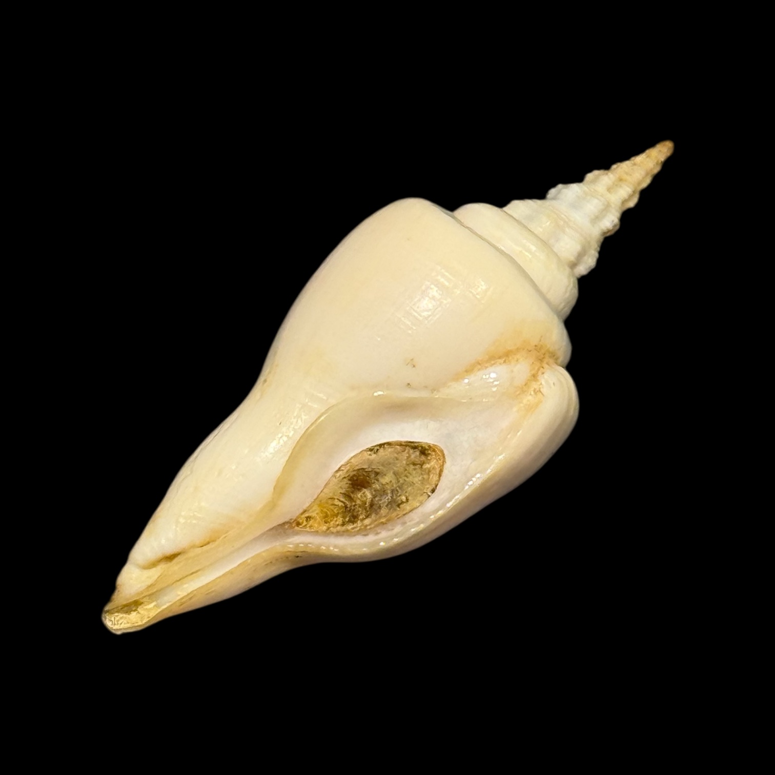 BC178 Cyrtulus serotinus w/o