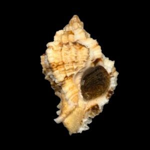 BC019 Phyllonotus whymani w/o