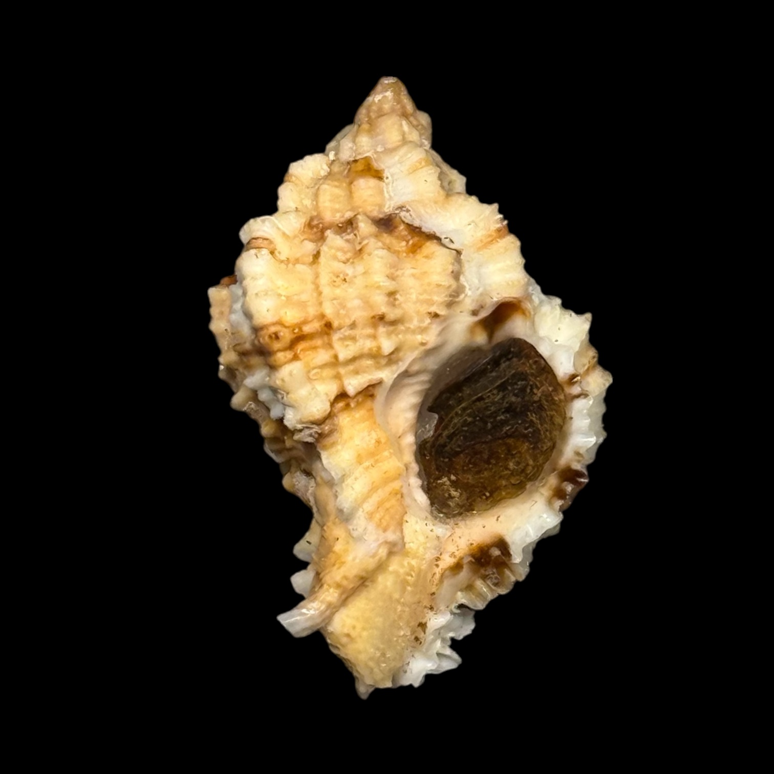 BC019 Phyllonotus whymani w/o