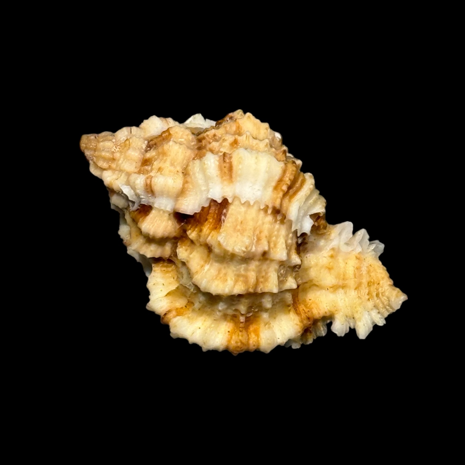 BC019 Phyllonotus whymani w/o - Image 3