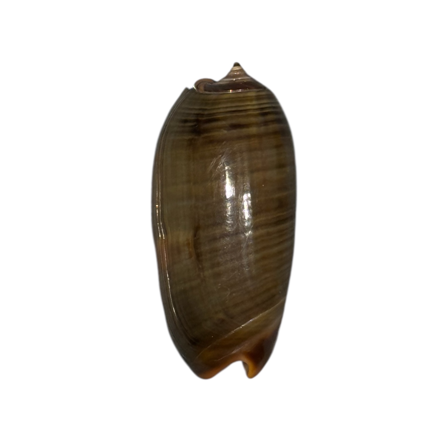 BC099 Oliva rubrolabiata - Image 2