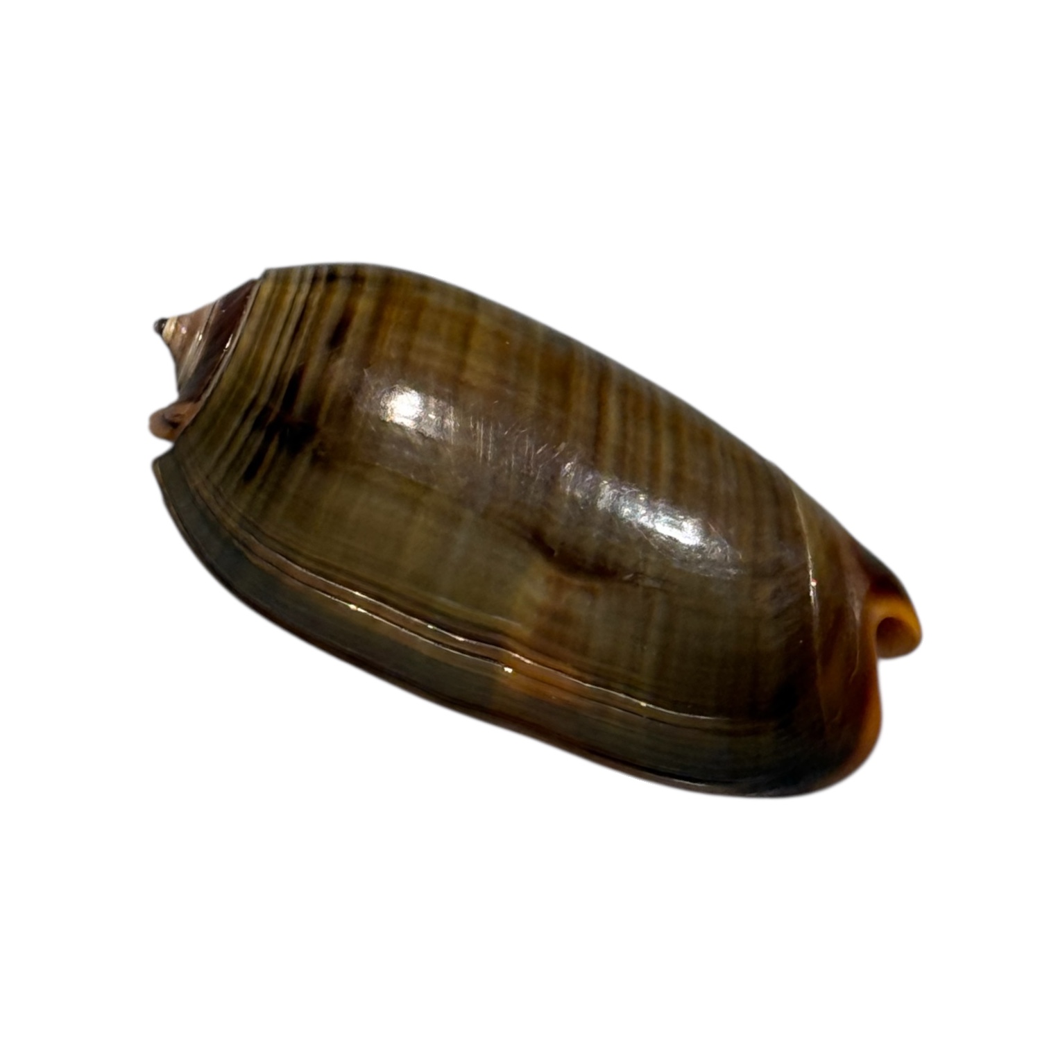 BC099 Oliva rubrolabiata - Image 3