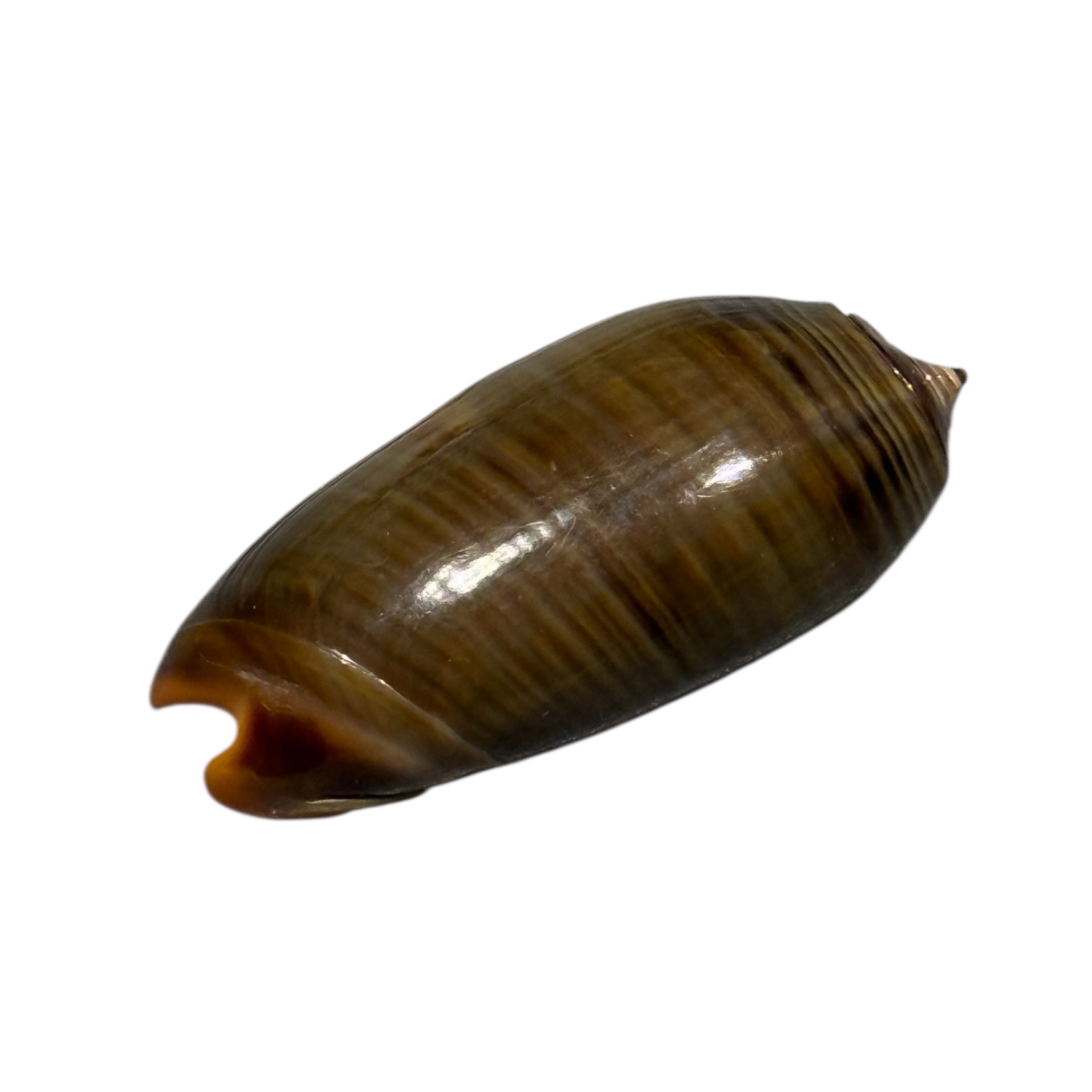 BC099 Oliva rubrolabiata - Image 4