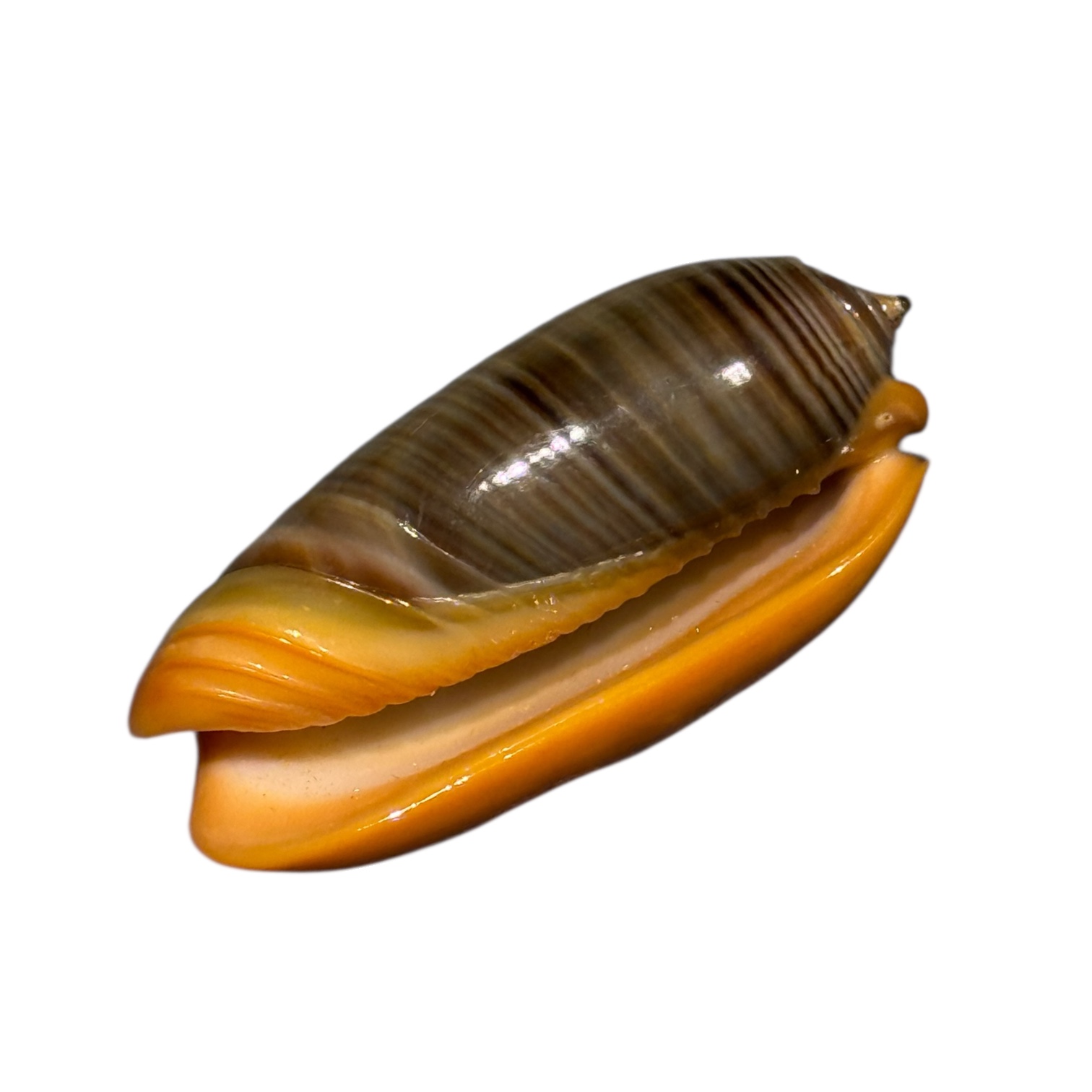 BC099 Oliva rubrolabiata