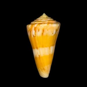 BC148 Conus vikingorum - RARE