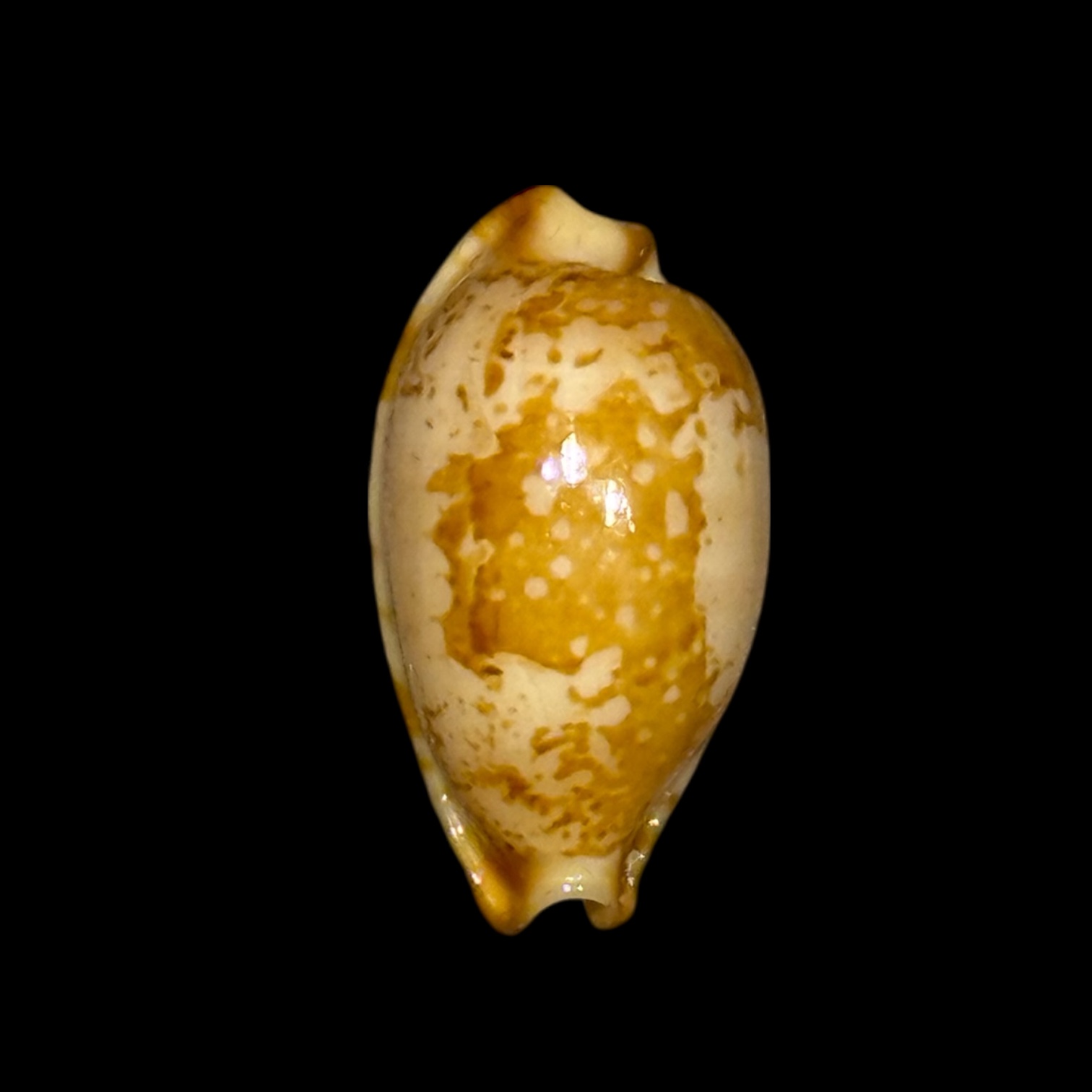 BC202 Bistolida stolida kwajaleinensis