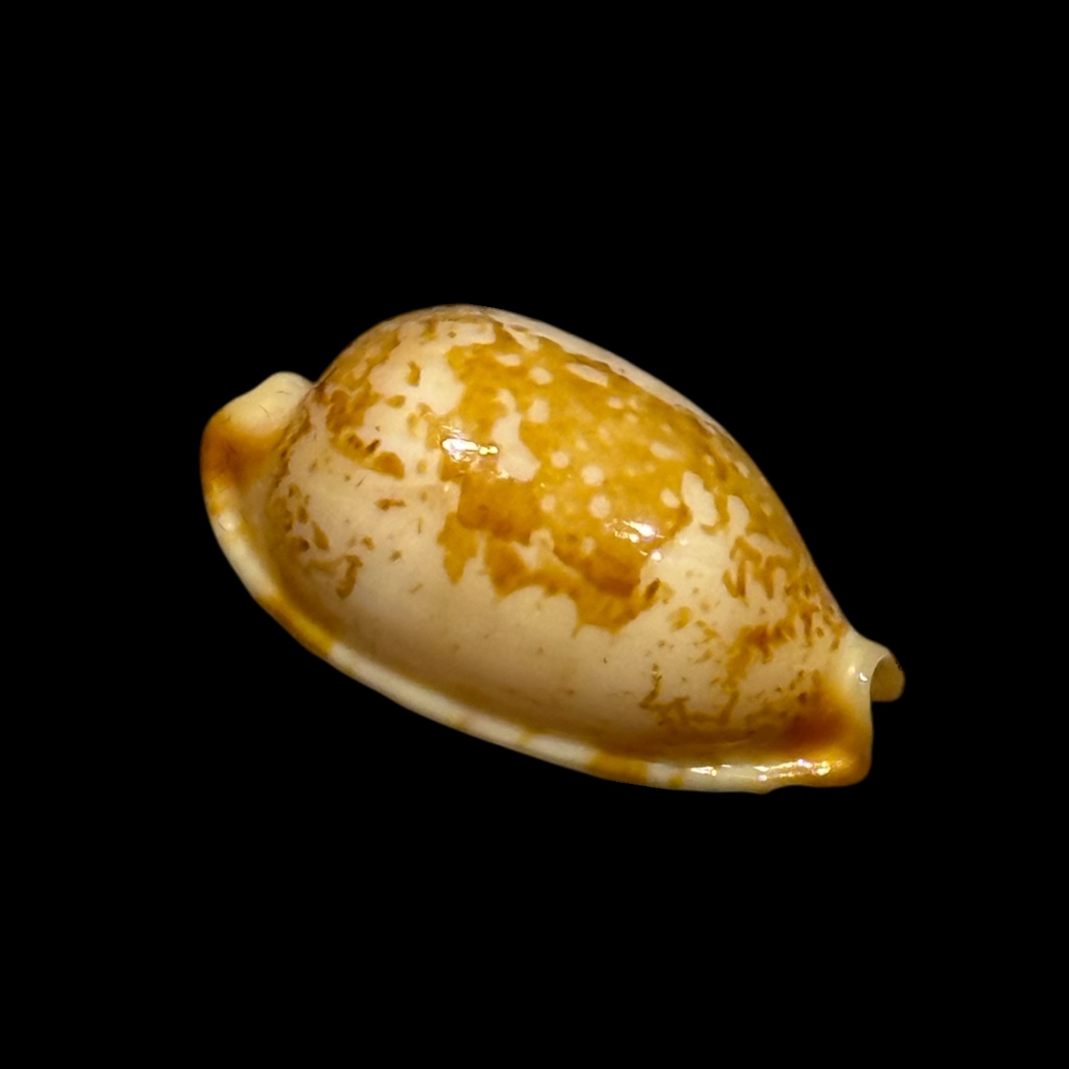 BC202 Bistolida stolida kwajaleinensis - Image 2