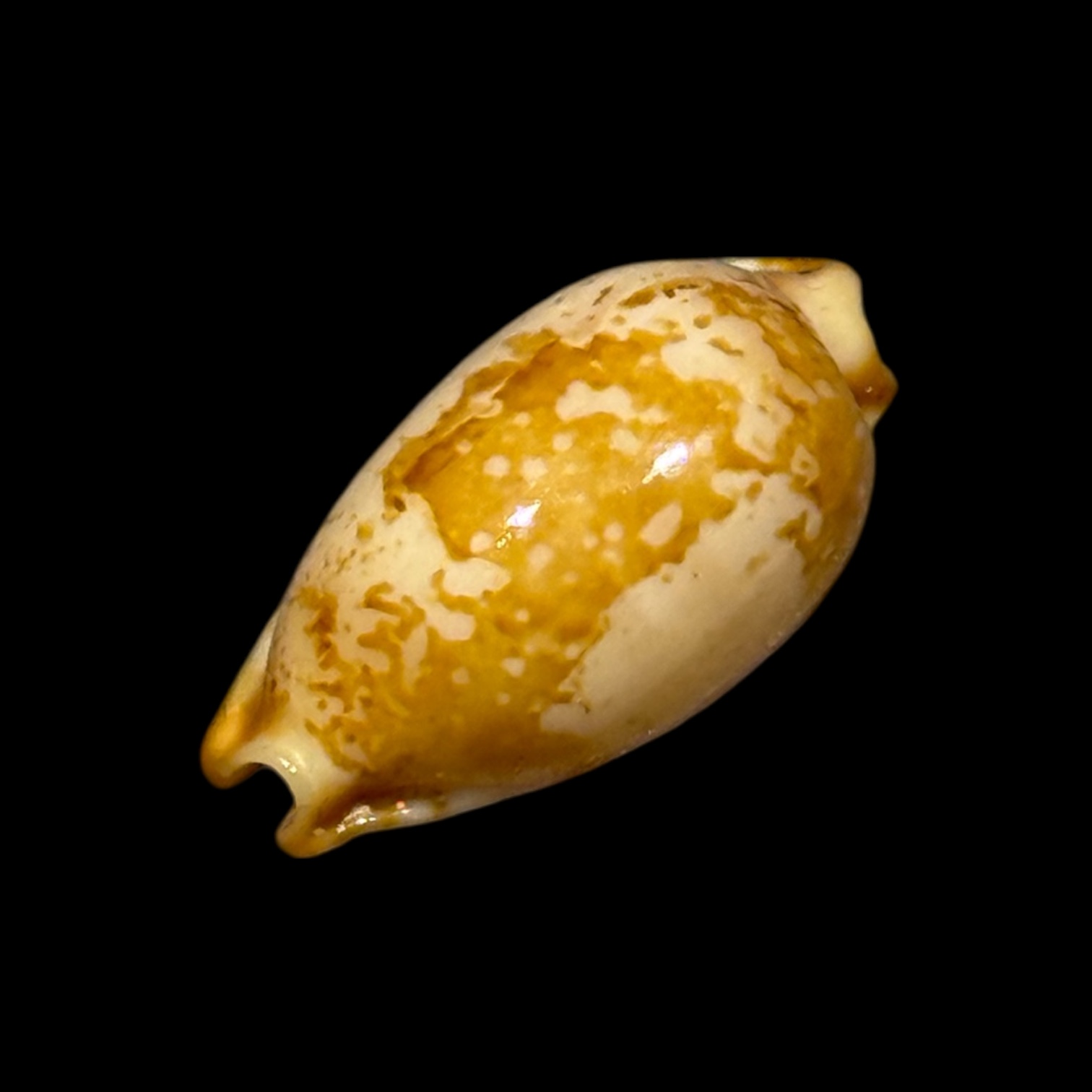 BC202 Bistolida stolida kwajaleinensis - Image 3