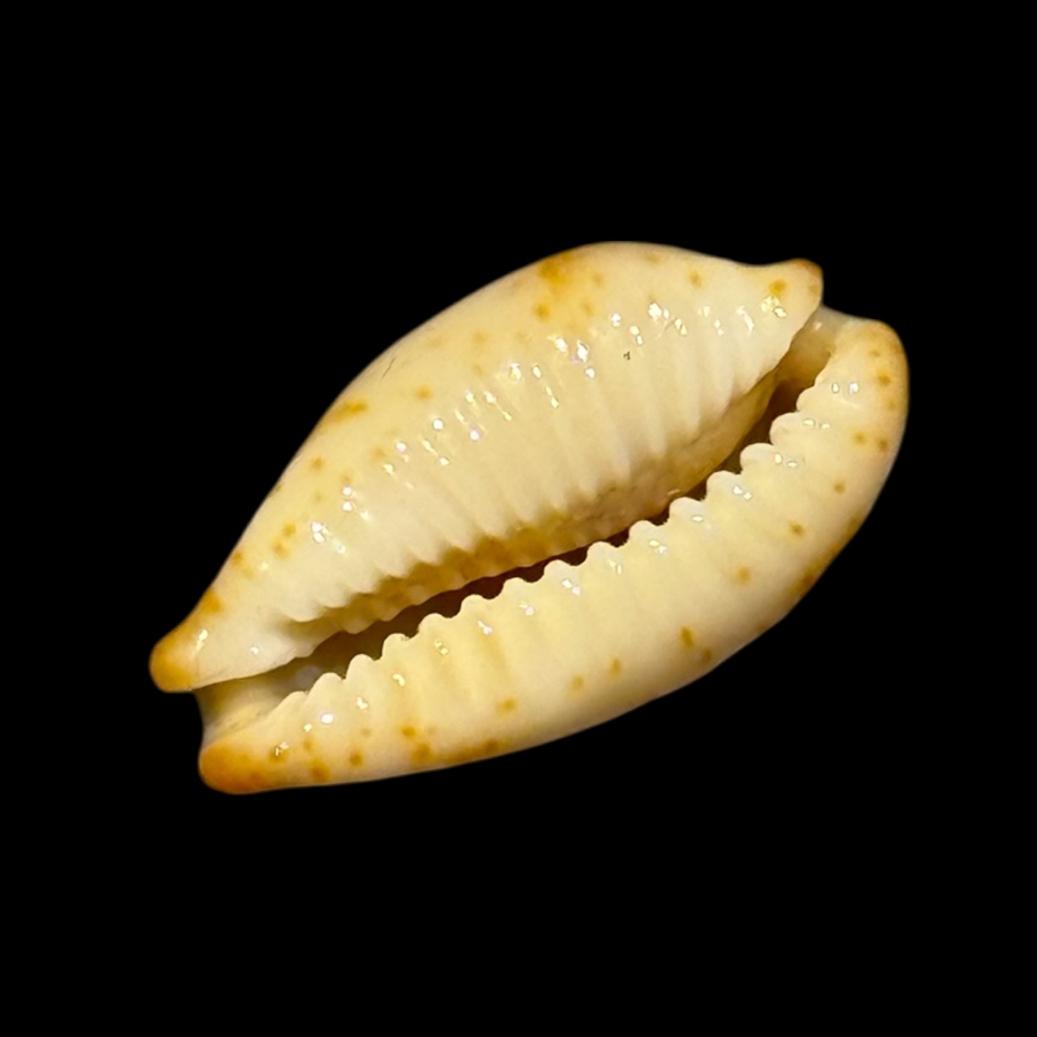 BC202 Bistolida stolida kwajaleinensis - Image 4