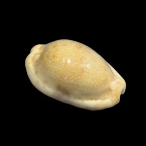 BC251 Naria erosa - N. R.