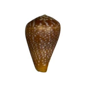 BC244 Conus nobrei