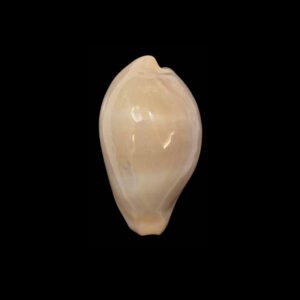 BC027 Erronea nymphae - RARE BEAUTY