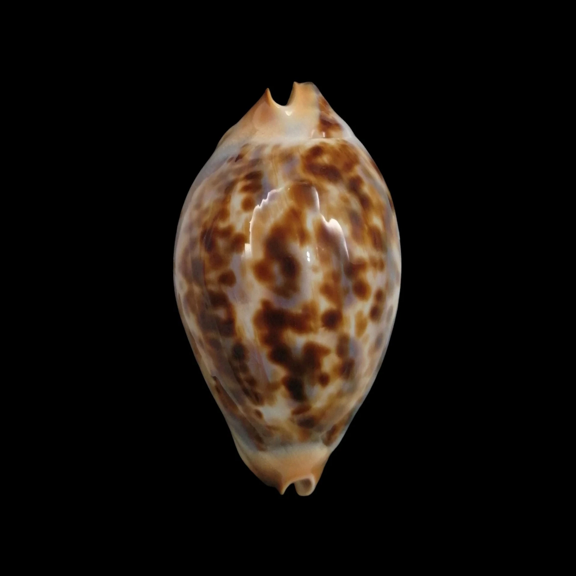 BC106 Zoila jeaniana praeclara x thalamega