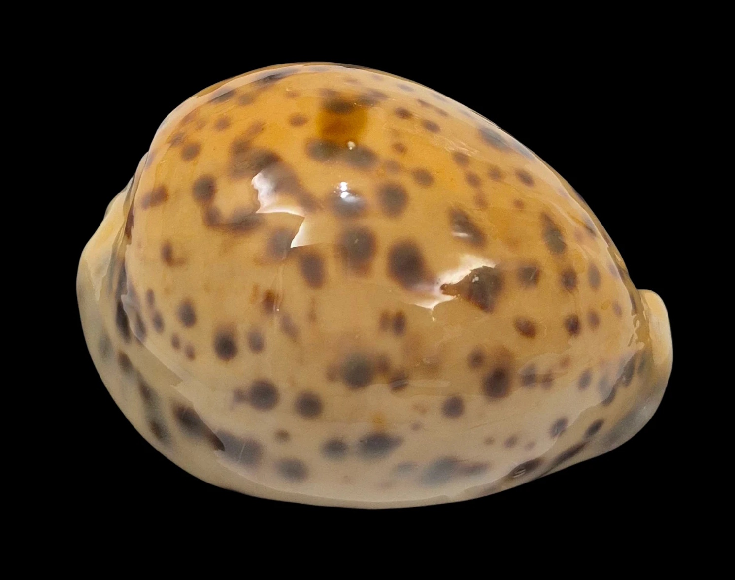 BC216 Cypraea tigris NEW CALEDONIA YELLOW