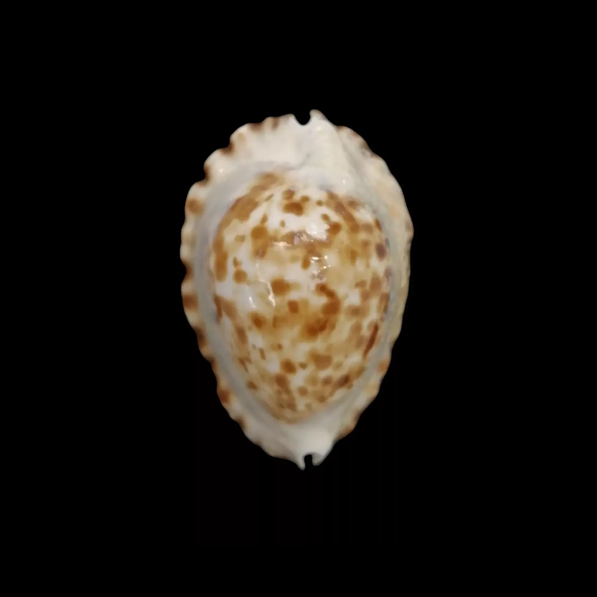 BC205 Zoila ketyana superba - BARGAIN