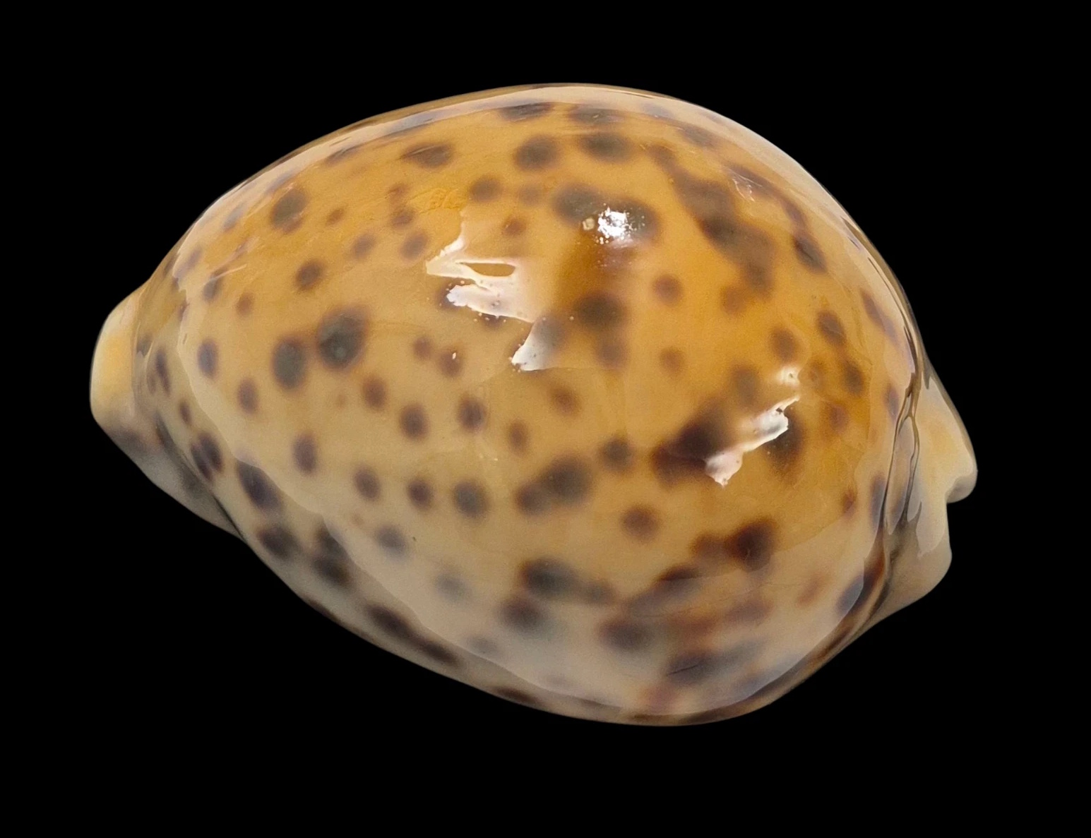 BC216 Cypraea tigris NEW CALEDONIA YELLOW - Image 5