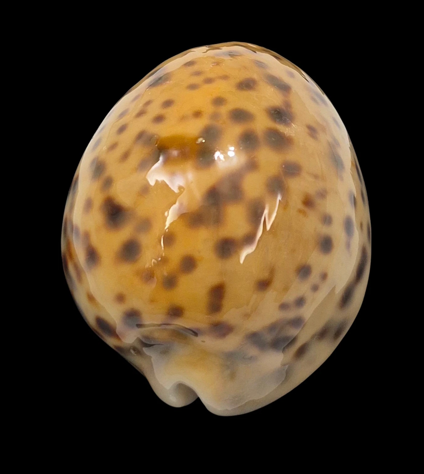 BC216 Cypraea tigris NEW CALEDONIA YELLOW - Image 4