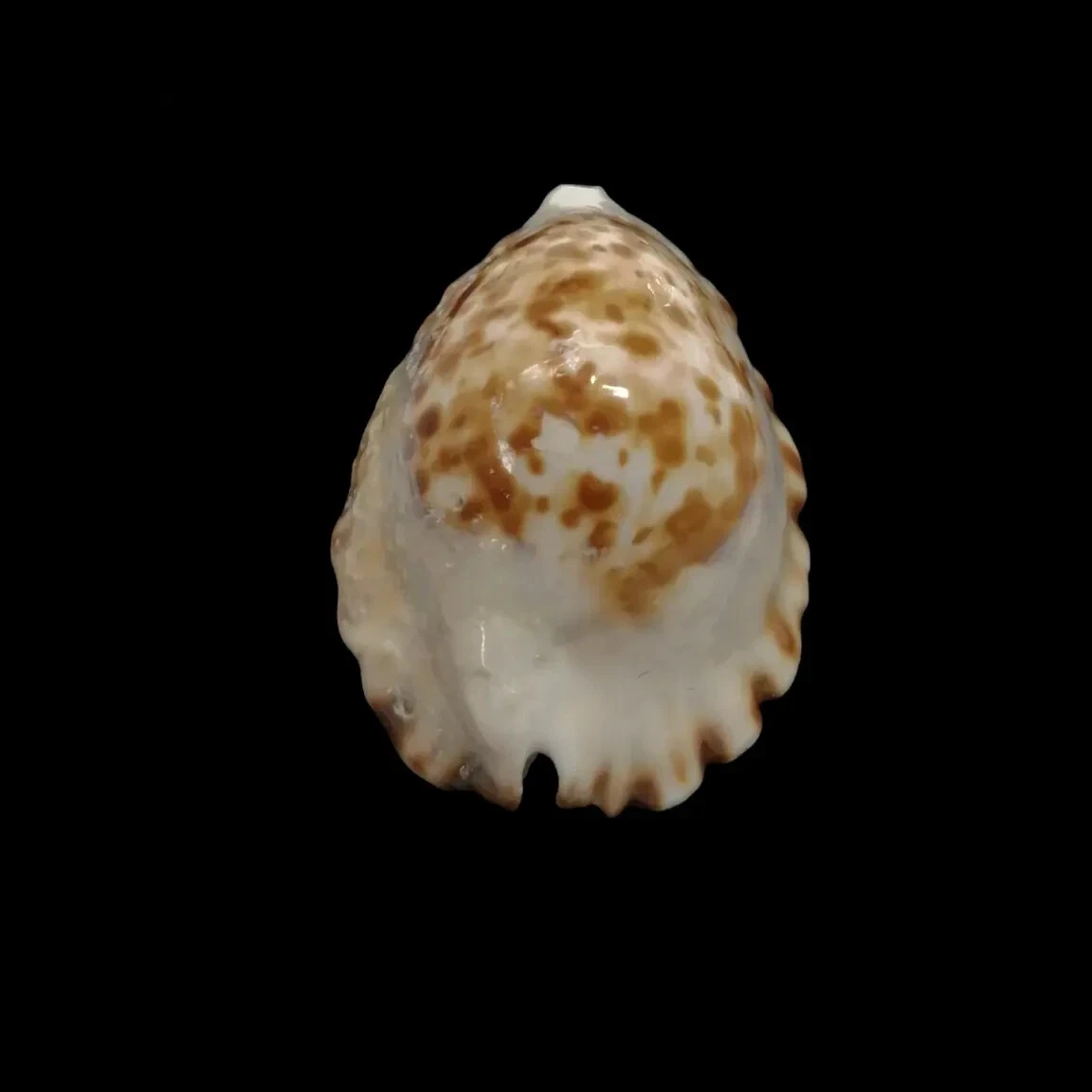 BC205 Zoila ketyana superba - BARGAIN - Image 4