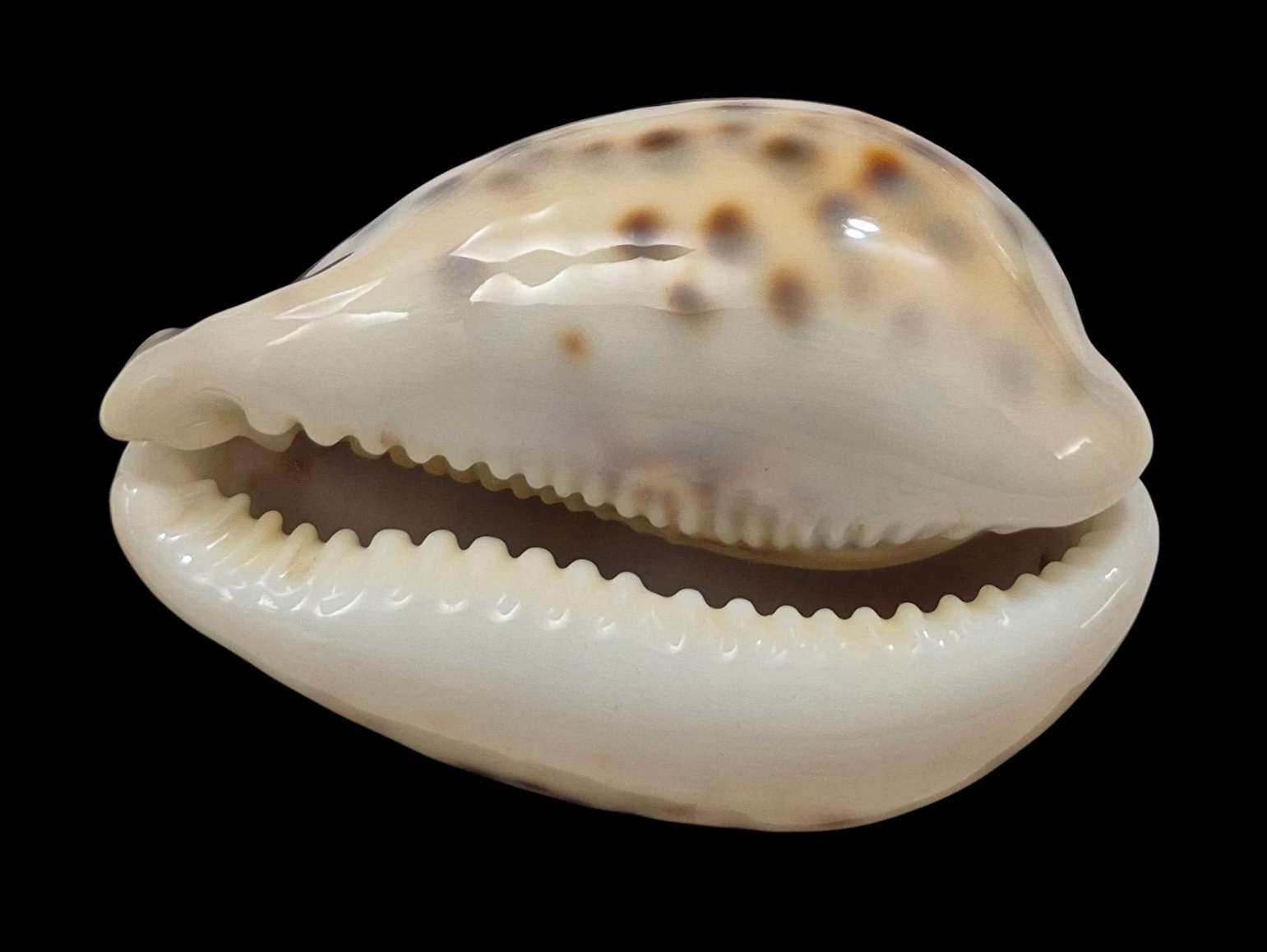 BC216 Cypraea tigris NEW CALEDONIA YELLOW - Image 3